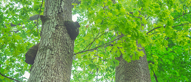 クリーンウッド法への対応について